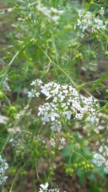 Did you know that cilantro is grown from coriander seeds? 🌱 #gardening #herbs #cilantro #corriander