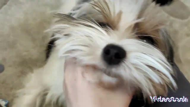 Алёна нас бросает?!| Мы в ужасе!!!| Тайная жизнь домашних животных!|@pets-xn6qc!