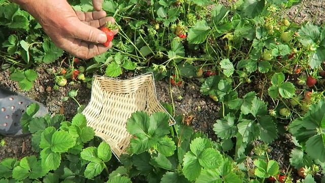 Harvesting Calabrese, Strawberries, Salad crops. Planted Leeks, Circled squashes.