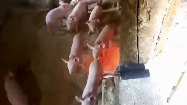 Свиноматка Надя,ее поросятам 2 недели. Прокалываем железо....