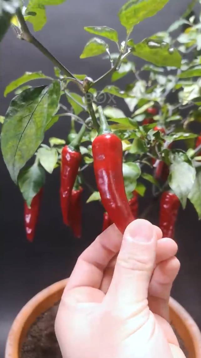 🌶Как увлекательно растет острый ПЕРЕЦ! #shorts #garden #советы