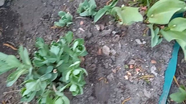 Фея вышла в огород посмотреть цветочки