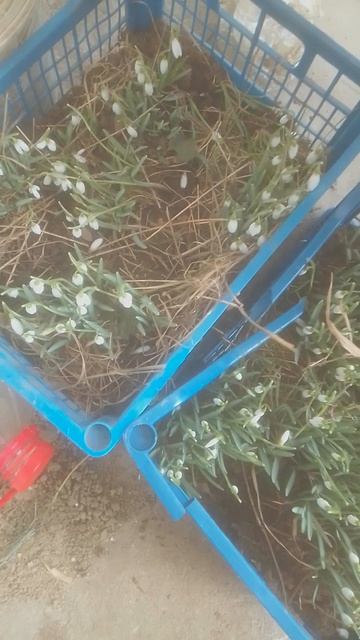 подснежнии 21,02,23. выращиваю возле дома