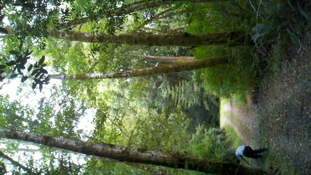 Red Alder