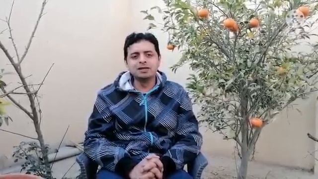 How to Grow Juicy and Healthy Oranges کنو at Home| Nabeel Ahmad Agri. Exprert & Lecturer Agronomy