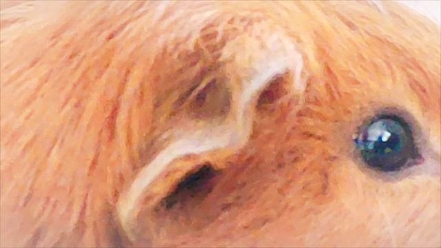 Милк быстро