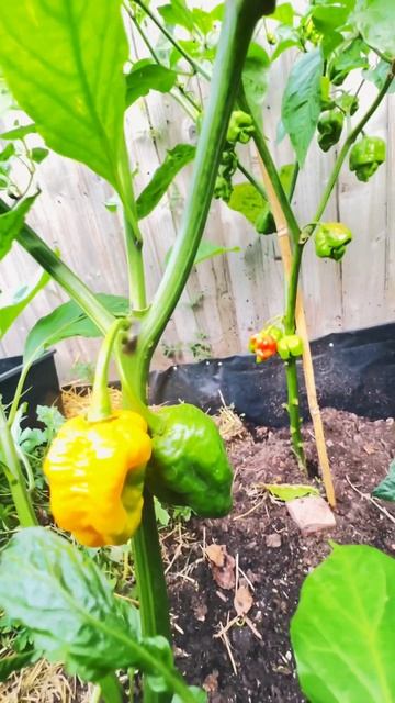 Trinidad scorpion peppers now are ripening in my London backyard garden