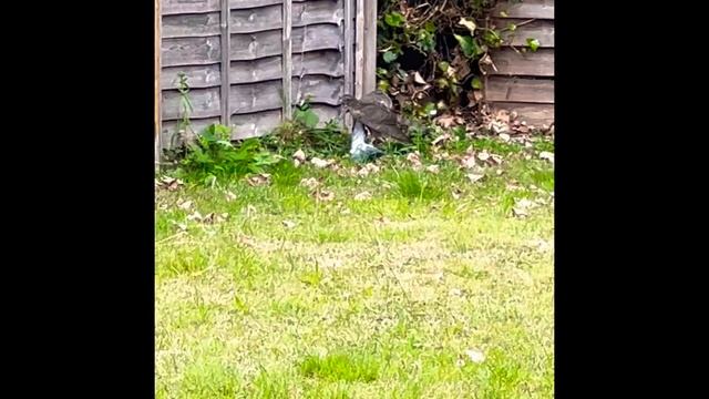 Juvenile Peregrine Falcon catching live prey in garden