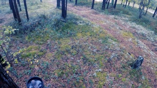Охота на рябчика осенью в Сургутском районе.