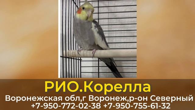 Пропал попугай! РИО. Корелла.Воронежская обл, г.Воронеж