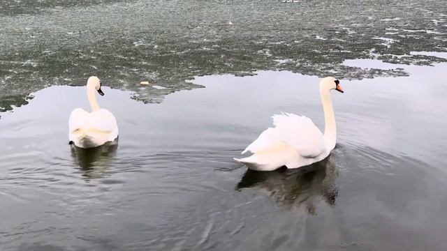 Лебеди в ботаническом саду Астаны. Swans in the Astana Botanical Garden.