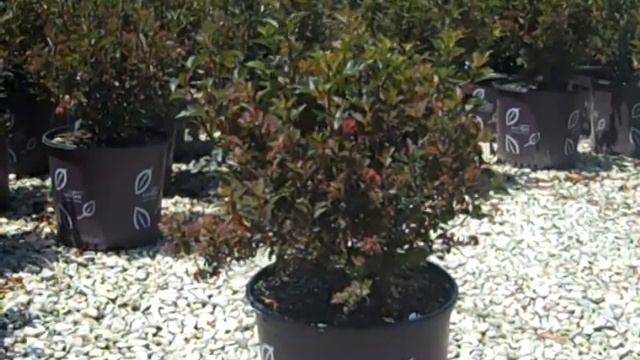 6-4-12 Managers Pick of the week.mp4