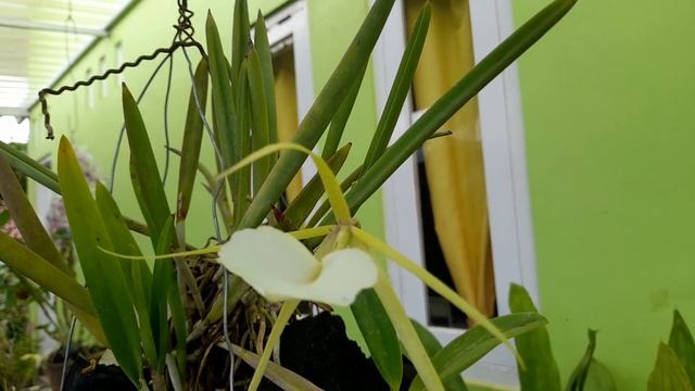 Anggrek Wangi Si Putri Malam - Brassavola Nodosa little stars - Lady of the Night