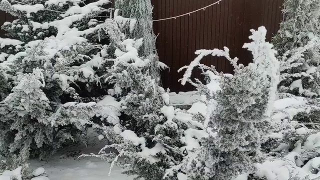 ДЕРЕВЕНСКИЙ ДНЕВНИК. "Мужняя жена"