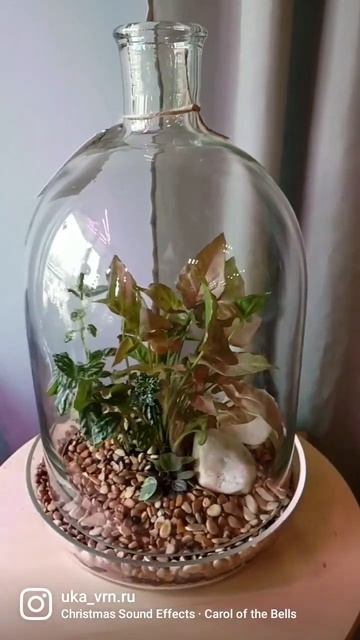 Флорариум #цветыворонеж #ландшафтныйдизайнворонеж #растенияворонеж #флорариум