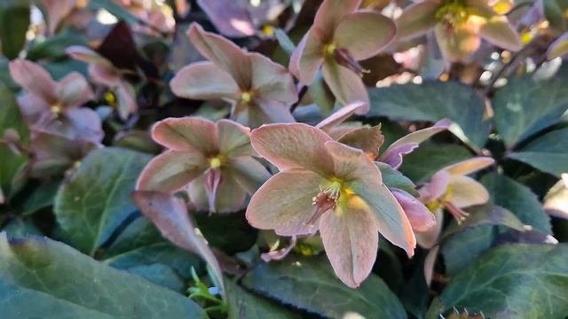 Lenten Roses /Helleborus Orientalis