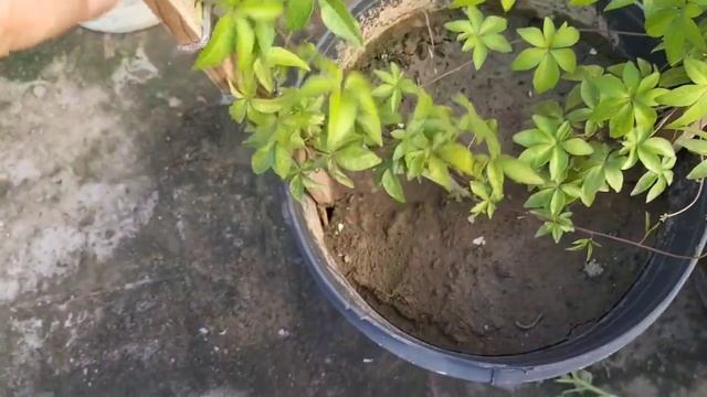 How To Grow Railway Creeper From Cutting|Transplanting Creeper Vine Cuttings|All about Ipomea Vine