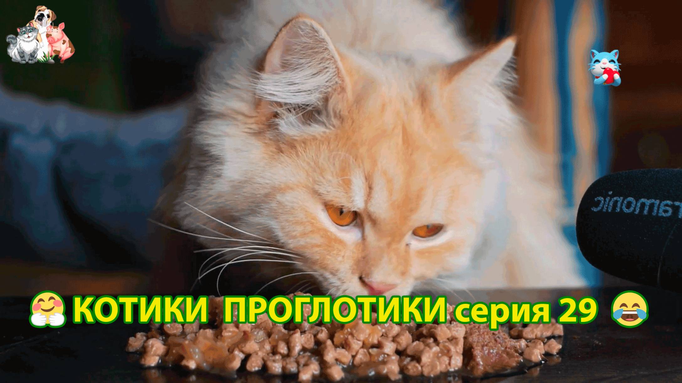 Котики-проглотики растут будущие птицеводы 🐈🐈⬛😹 эпизод (29)