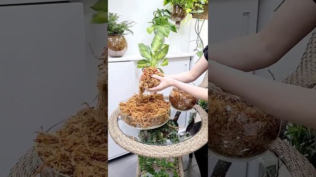 Пересадка Диффенбахии в сфагнум фускум #sphagnum_eco #сфагнумфускум #plants #dieffenbachia #moss