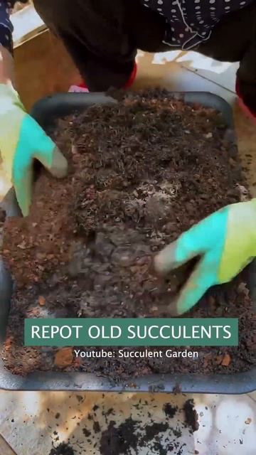 How to repot old succulents