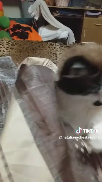 Кошки...)))