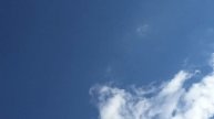 Шикарные мозги у голубей!26.09.18г