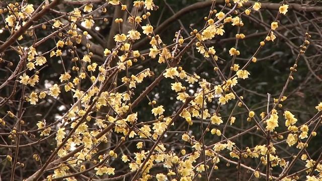 早春の花　蝋梅が見頃
