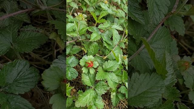 Is It Wild Strawberry? Edibility and Medicinal Benefits of Mock Strawberry.