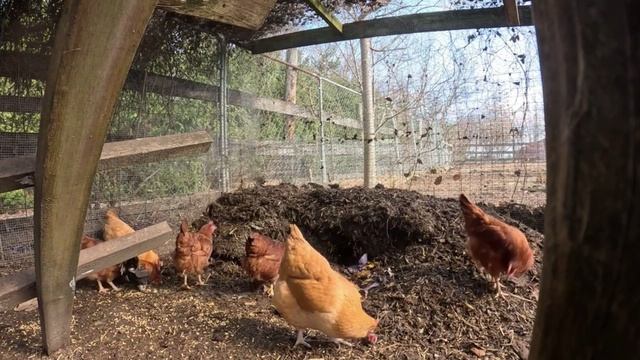 Куры несушки свободного выгула и их обычная куриная рутина – эпизод (36)