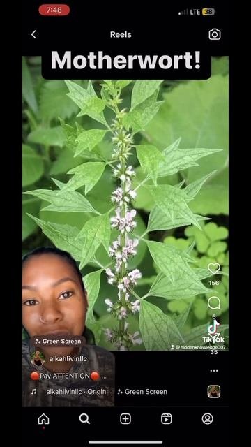 Lycopus europaeus Bugleweed is often recommended as a natural remedy for hyperthyroidism