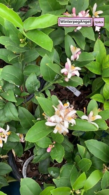 Lemon Tree Flower Buds | WinterpegAngel #shortvideo
