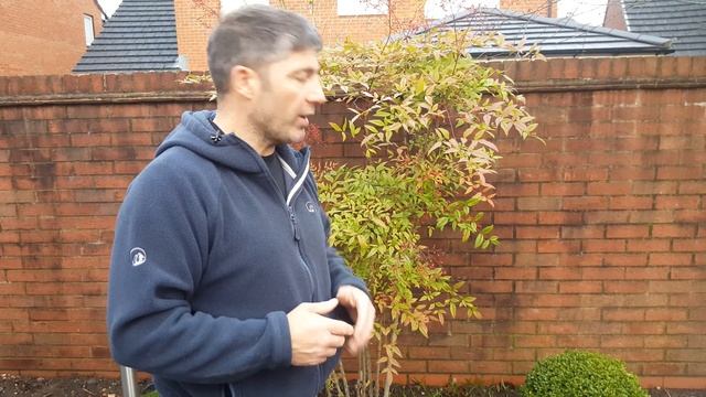 Johnyboy Talking About Nadina Domestica And Plants
