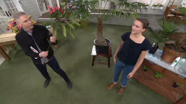 Roberta's Hardy Windmill Palm Tree with Fertilizer on QVC