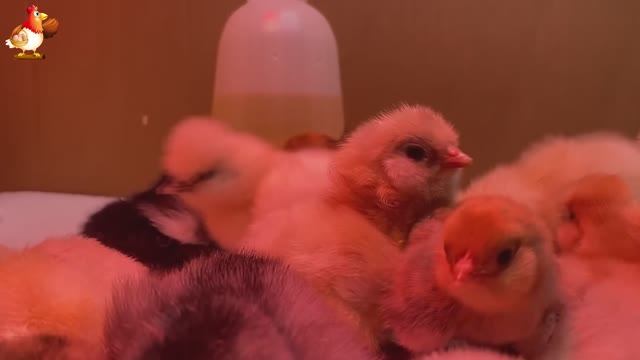 Идеальное птицеводство достойно восхищения 🐓🦆🦢🦚🦃🐔 эпизод (39)