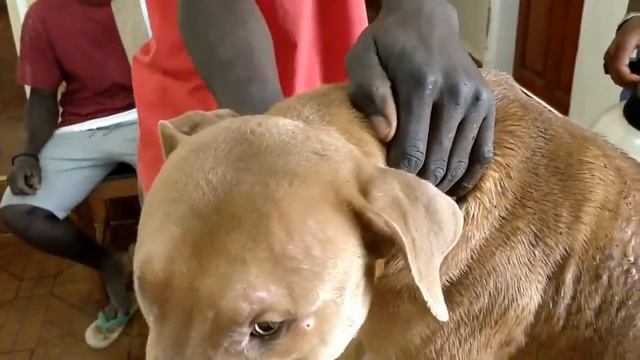 Remove mango worms from dog - Remove mango worms from dog skin Удалите манговых червей с кожи собак