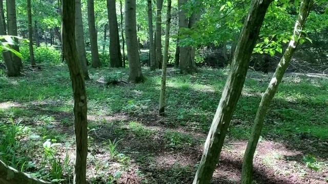 ID of Hornbeam, Ironwood, Musclewood, Blue Beech