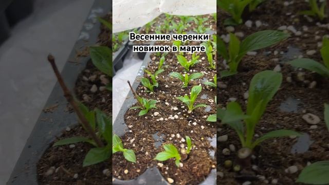 Весенние черенки гортензии в марте.