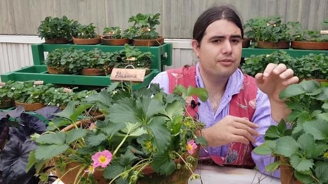 LSU AgCenter Strawberry Study