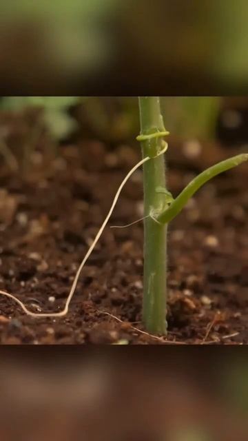 An insidious plant with no leaves or roots. Cuscuta