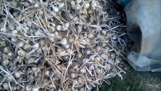 6 Сентября а я еще копаю чеснок , Озимый Чеснок На Посадку