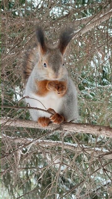 Симпатичная белочка ест грецкий орех. Pretty squirrel eating a walnut
