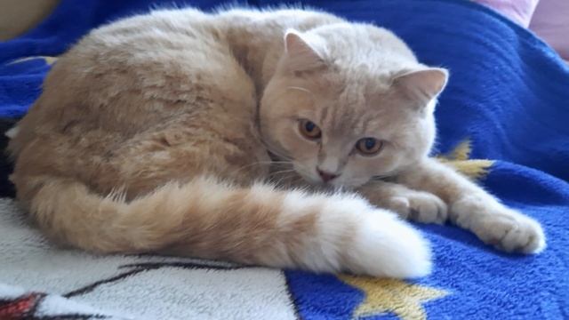 #котик, Кот Сеня отдыхает