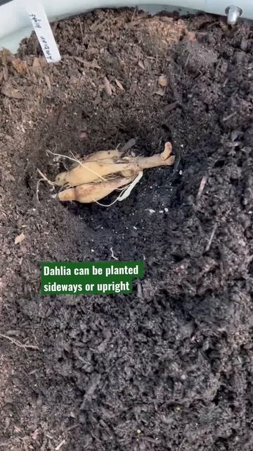 Planting Dahlia tubers