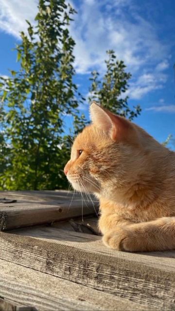 милые кошки #кошки #милые #красивый