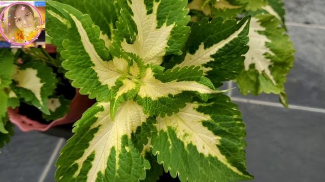 Nama Bunga Ati Ati: Wah!!! Air Mata Buaya - Romou Mato Buayo...