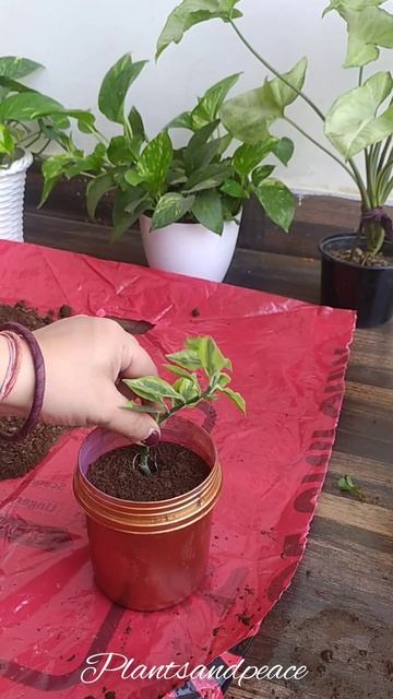Devil's Backbone from water to soil #plant #propagation #gardening
