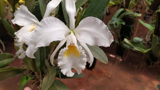 Cattleya mosiae alba...