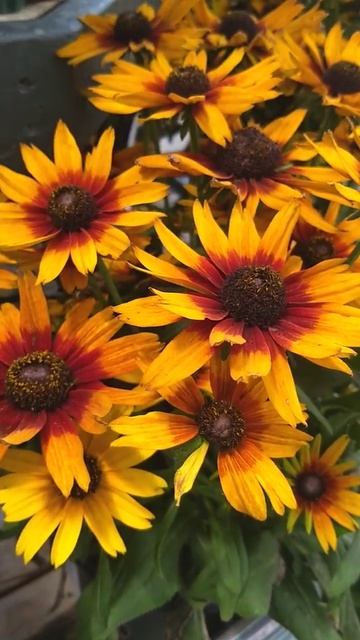 Echibeckia 'Summerina Orange'