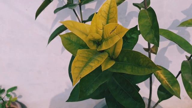 Ixora plant winter care // सर्दियों में इग्जोरा पौधे की देखभाल// @gardeningwithindu