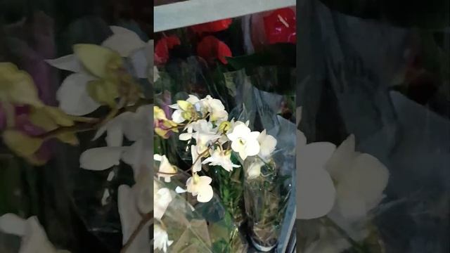 Видеообзор эксклюзивых комнатных растений